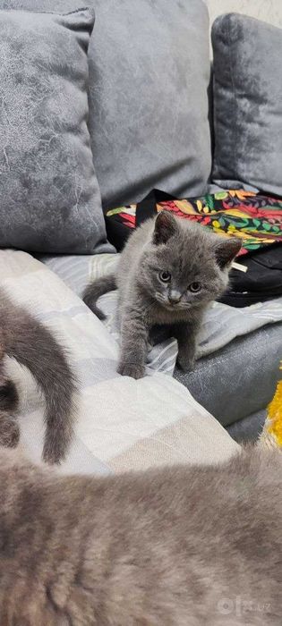 Котята мальчишки Scottish fold & Straight