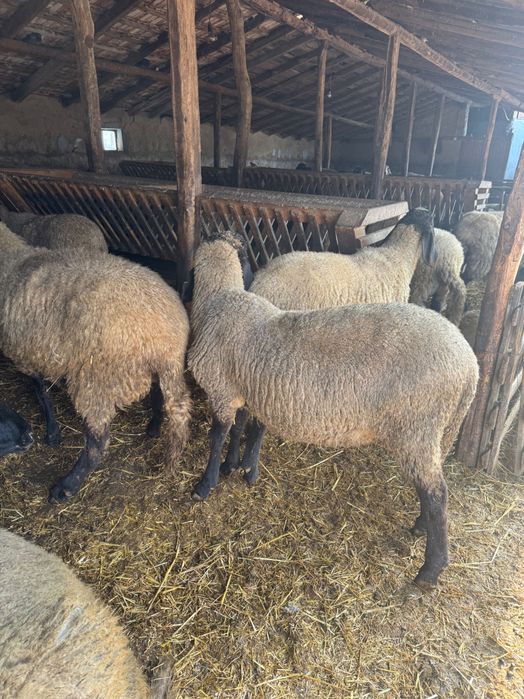 Berbec carabas bulgăresc