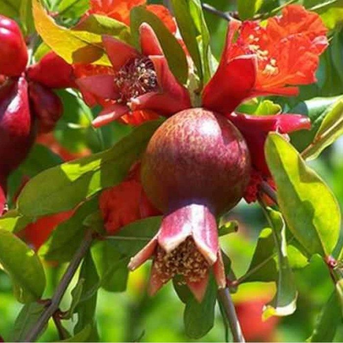Rodiu (Soiuri Diferite )