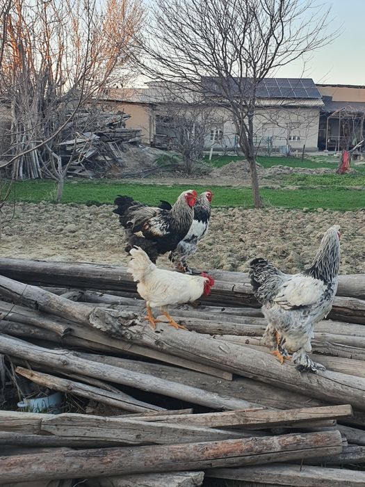 Брама хурозлар сотилади