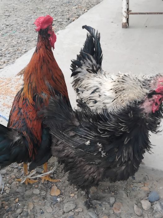 xuruschalar sotiladi