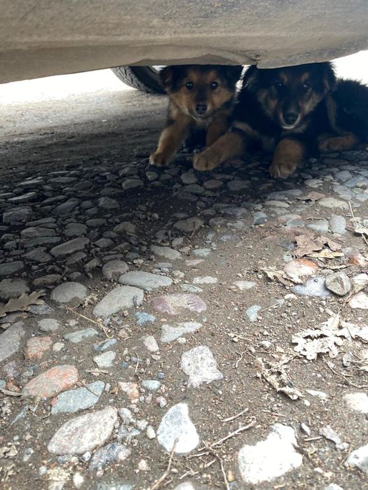 Щеночки в добрые руки