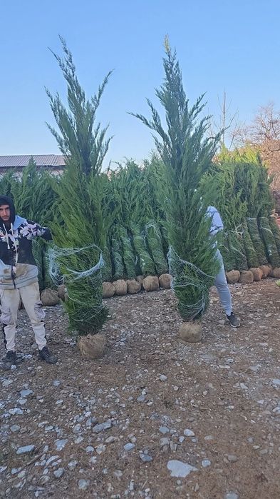 Leylandy cupressocyparis (tuia leylandii)
La o calitate superioara prețul este negociabil 
Livrare gratuita la domiciliu cu mașina personala 
Plata la