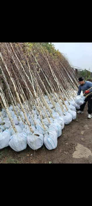 Tei, Platan, Mestecan, Salcam, Brazi ,Tuia ,Artari etc.