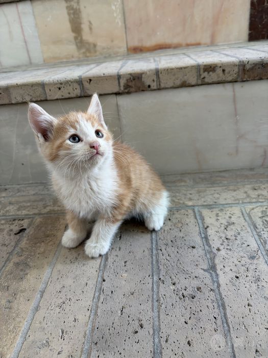 Отдам даром Котят