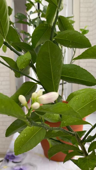 Продам Лимонное дерево сорт Петропавловский