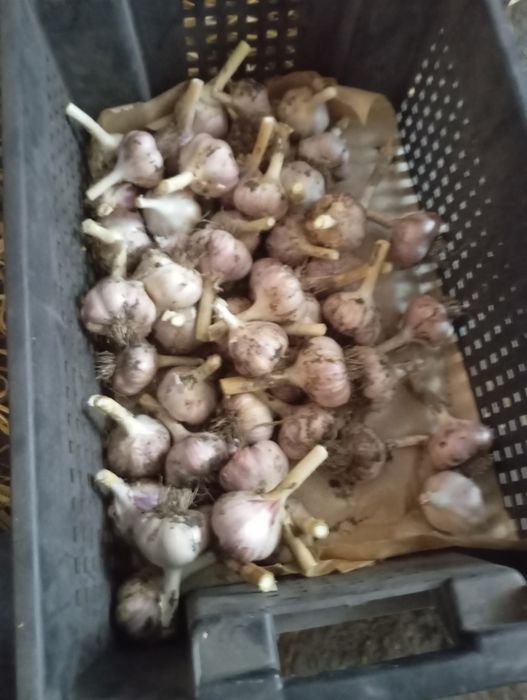 Продам домашний чеснок.