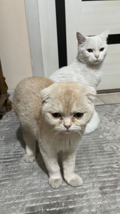 Отдадим в хорошие руки кота и котенка