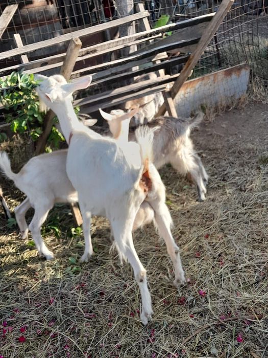 Capre Saannen de vânzare