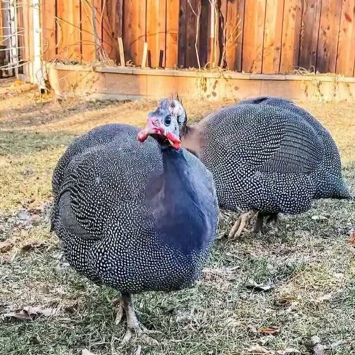 Vindem puișori  de Bibilica ,Găină, Rate,și Curca .mai multe detalii