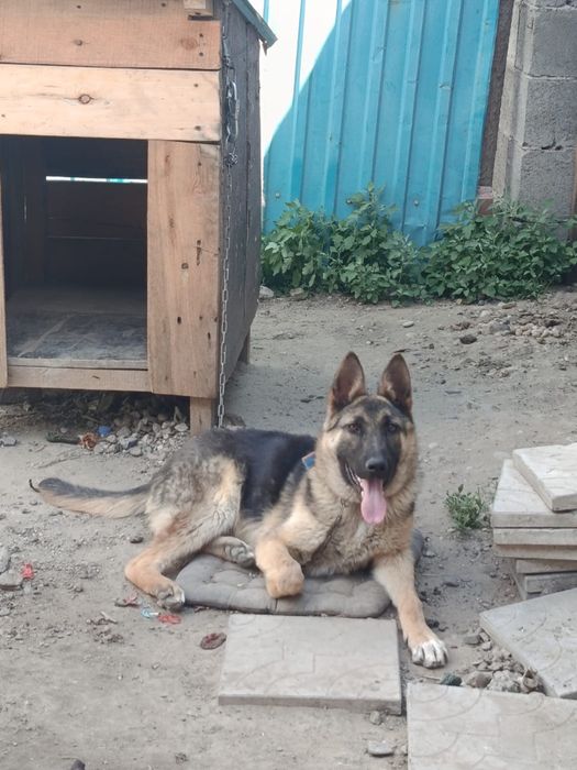 продам 6-месячную овчарку