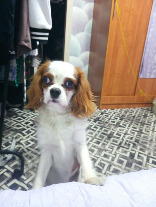 Продам щенка Кинг Чарльз спаниель