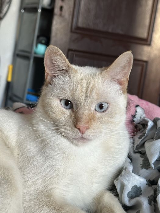 Отдам кота в добрые руки