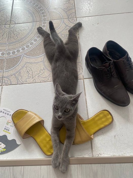 потерялась кошка