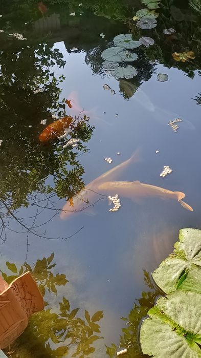 Рыба для пруда, японский карп