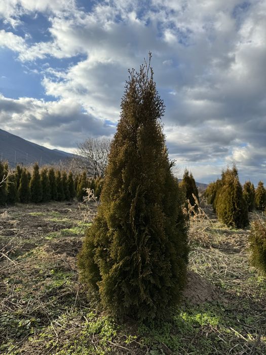 Западна Туя Смарагд