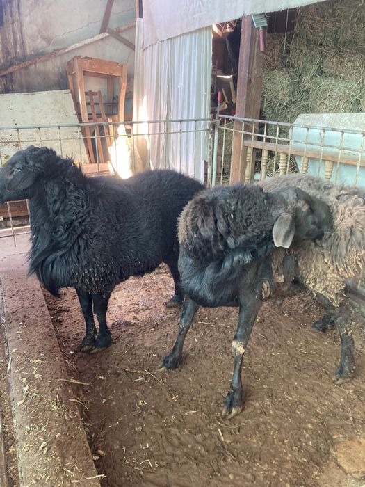 Дода қўчқорлар