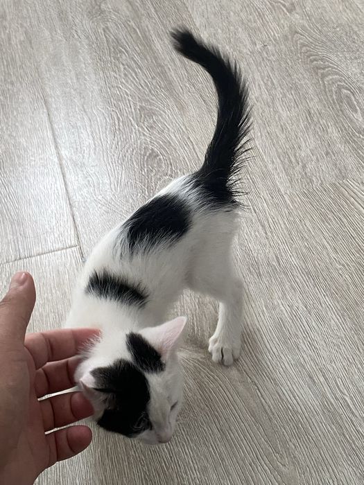 Котик, Mushuk bolasi