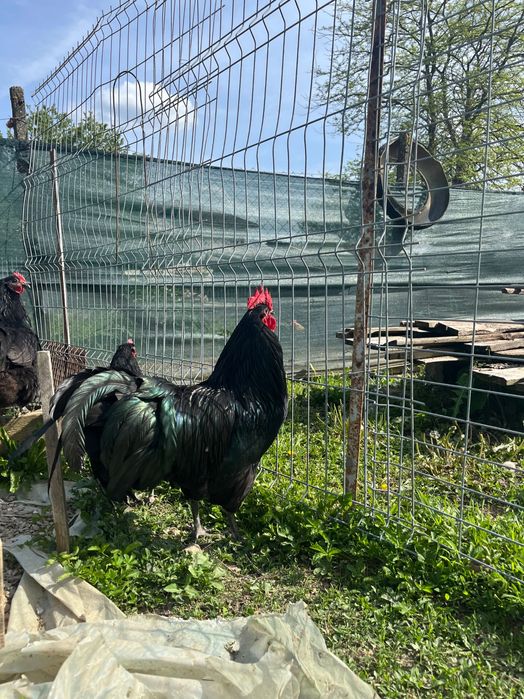 Cocosi australorp negru