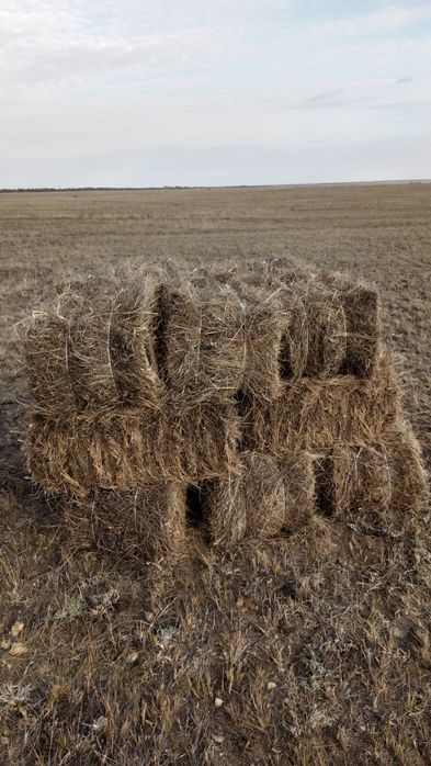 Продам сено степное