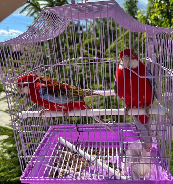Papagali Rosella