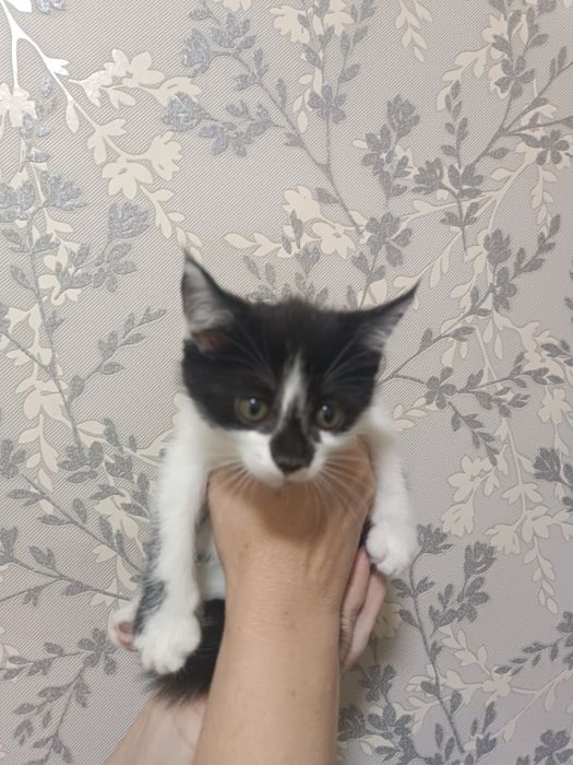 Отдам в заботливые руки.