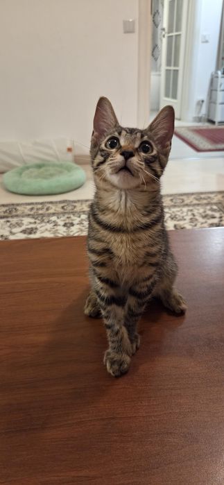 Adoptie Motanel 3 luni, cantaret, vaccinat FIV FeLV negativ