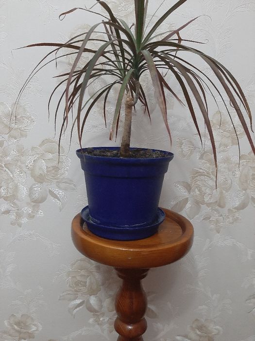 Драцена окаймленная (маргината)