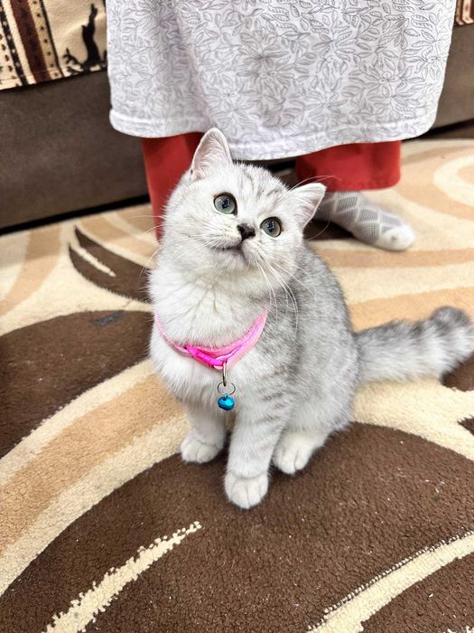 Продаётся британская короткошёрстная кошка