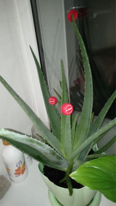 Лечебное Алое не дорого