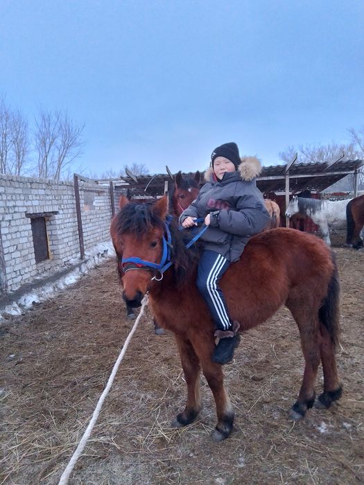 Тай тай ұрғашы еркек