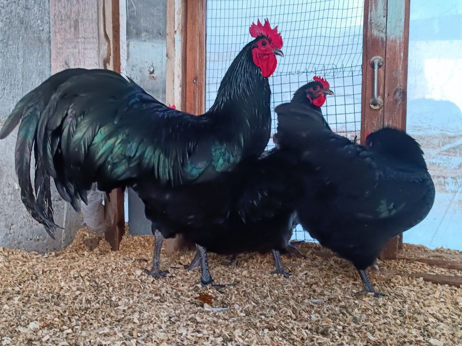 Австралорп руминя продаю яйцо 25.-30. тисч ...