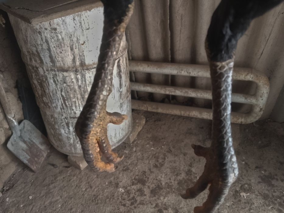 Sotiladi dakan tovuq