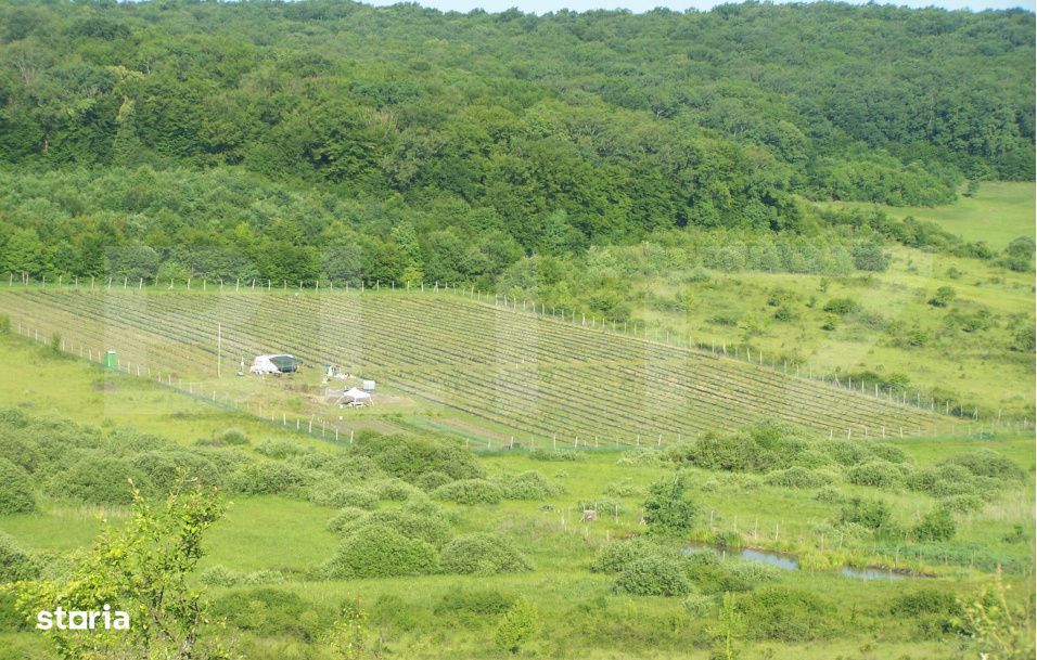 Afacere la Cheie: Plantatie Afine BIO – 1.93 Ha – Profit Garantat