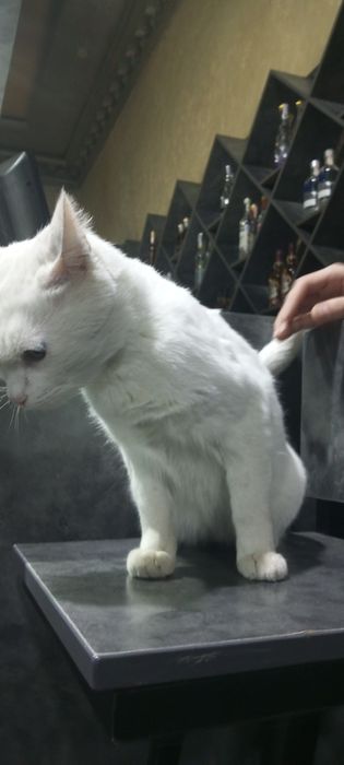 Gretta isimli mushuk sotiladi