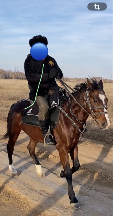 Айгыр жорга карабайыр