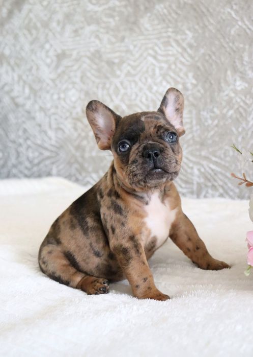 Крошки бульдожки