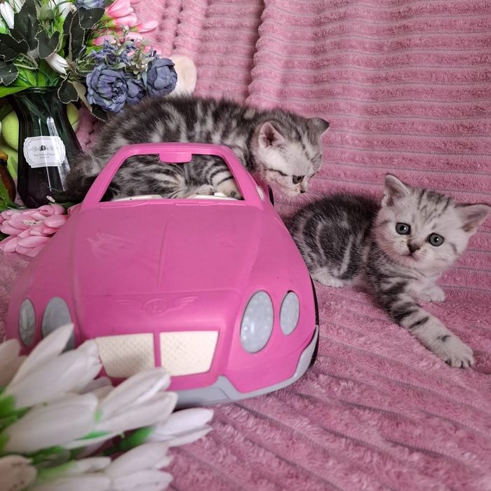Британские котята мраморные