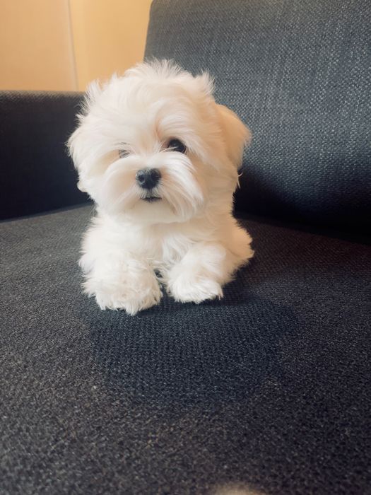 Щенки Мальтезе , Maltese