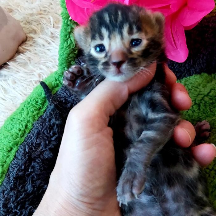 Бенгальские РОСКОШНЫЕ  Котята!