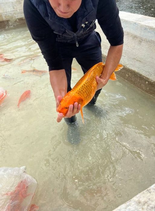 Кои рыба для пруда