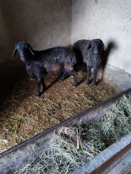 Qo'chqor barrala sotiladi.Duragay