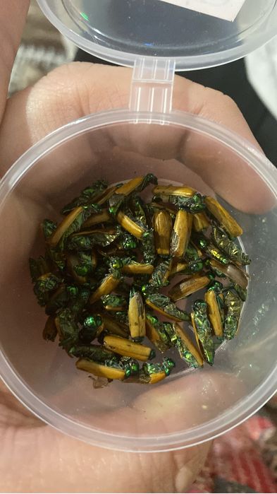 Бля, пісіп-жетілген түкті орыстар