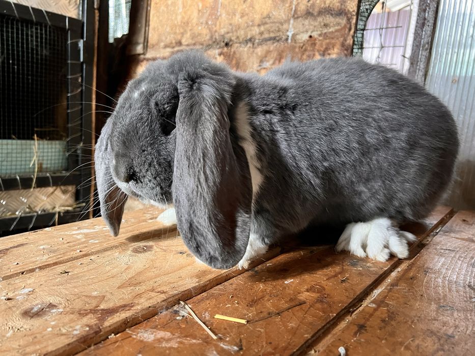 Mascul Berbec German