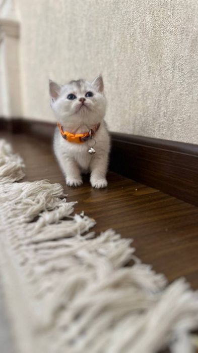 Toza britan .Fold shinshilla bollari