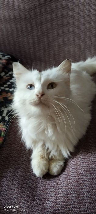 Отдам даром кошку