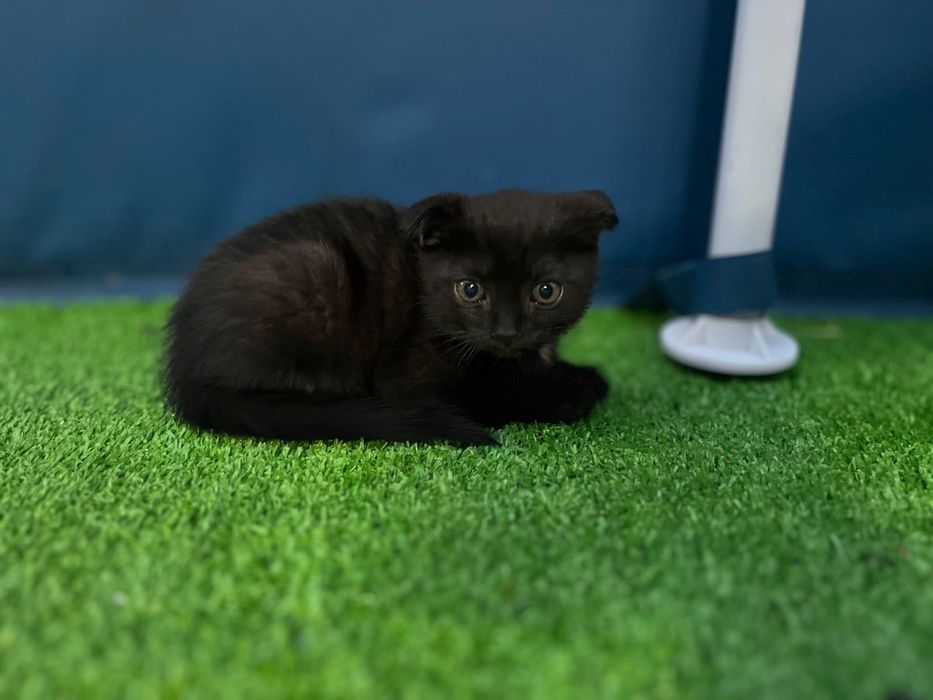 Котята веслоухие!