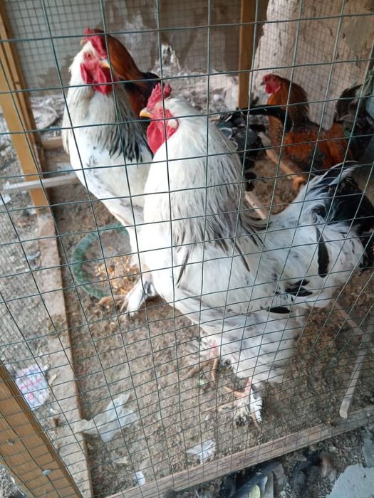 Londonda fohishani qanday chaqirish mumkin