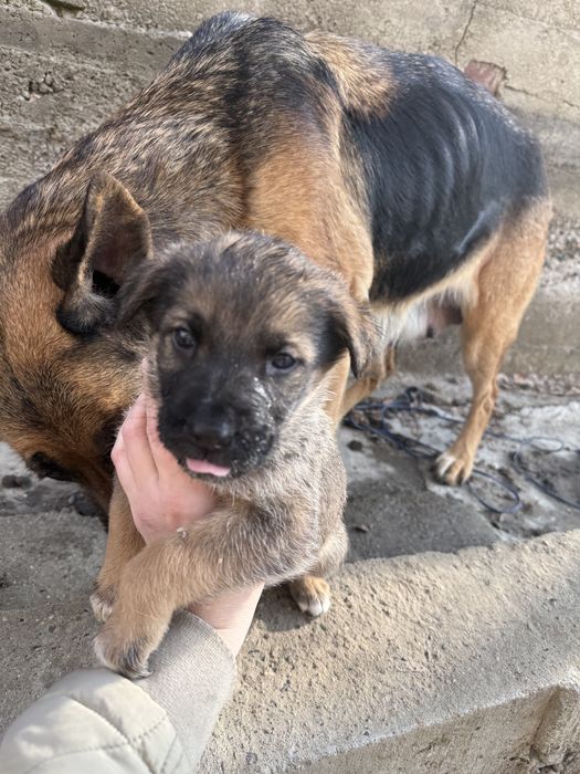 Немецкая овчарка щенки