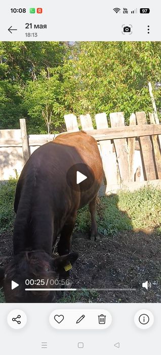 Быки на откорме мясом 3300кг